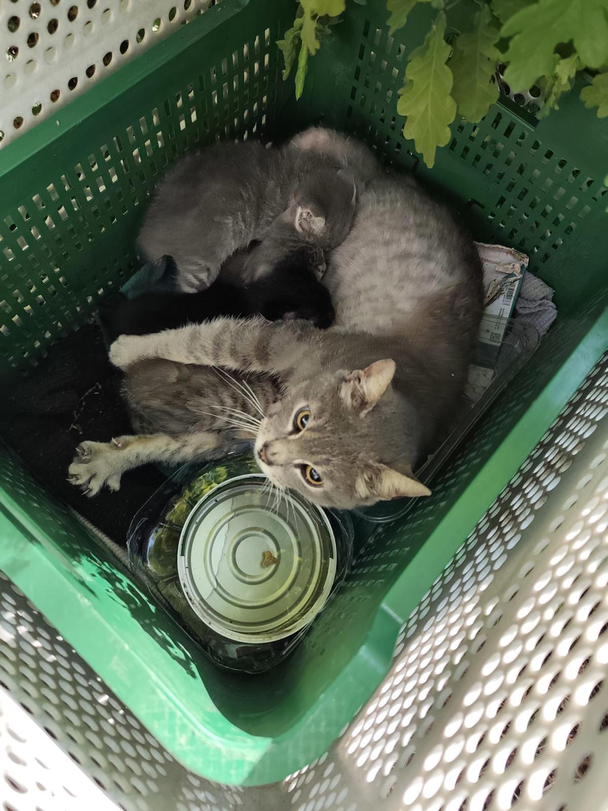 Los cinco gatos en el interior de la caja de plástico.