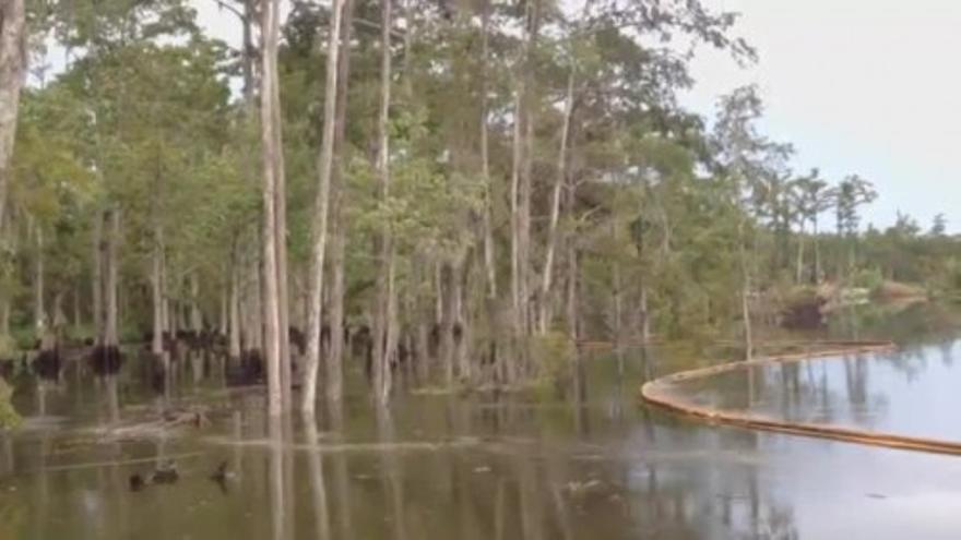 Un sumidero arrasa árboles en Luisiana