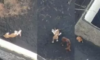 Desaparecen los perros de La Palma que iban a ser rescatados