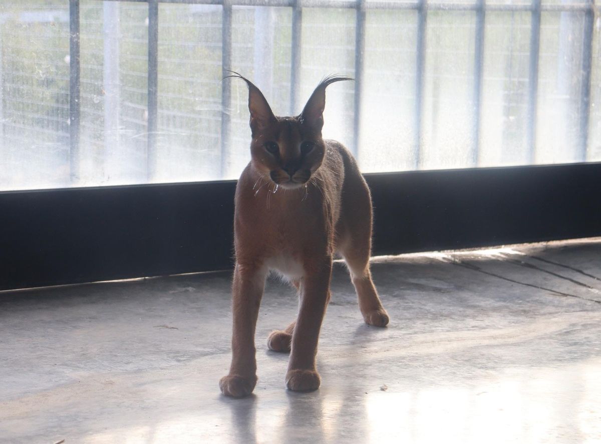 Los felinos exóticos también se adquieren a veces como mascotas