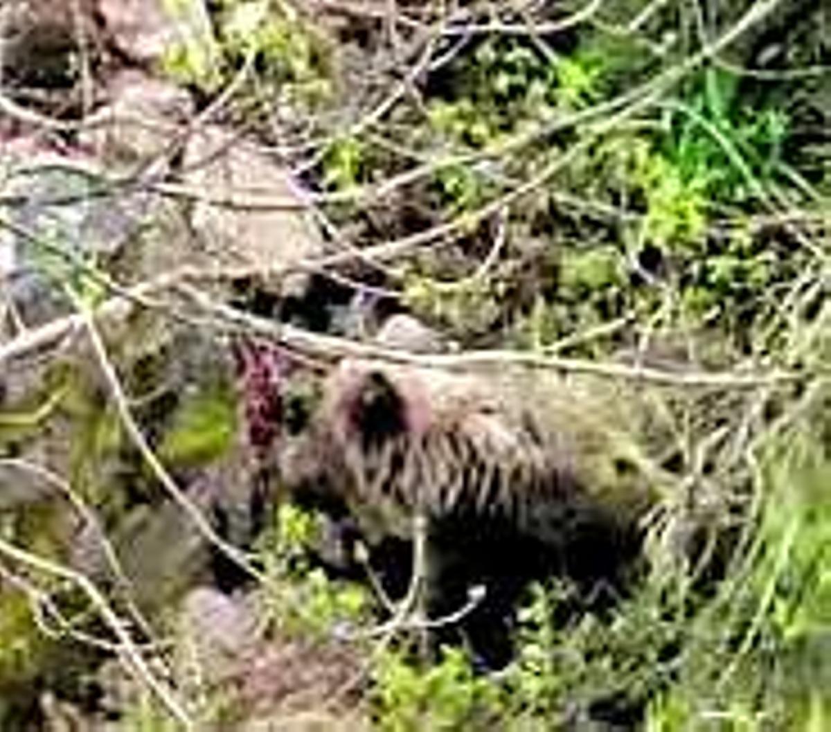 «Villarina», grande como un oso