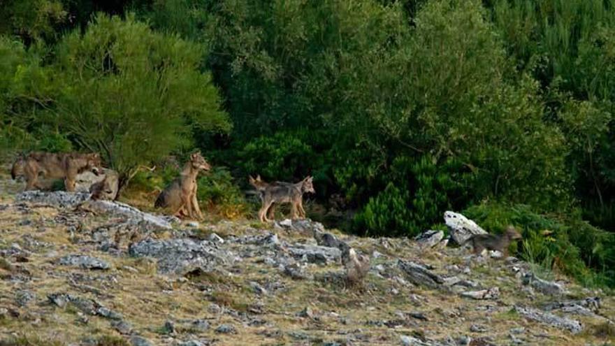 El hombre, una amenaza para el lobo