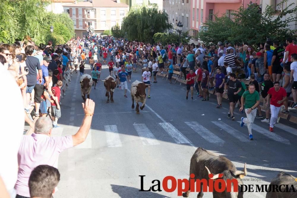 Última suelta de vacas en Moratalla