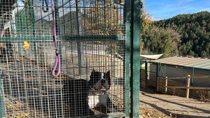 Arriben un 50% més de gossos potencialment perillosos al Refugi d&#039;Animals del Ripollès per l&#039;enduriment de la normativa