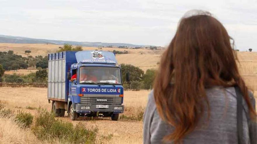 Una joven observa el traslado del toro muerto en un camión.