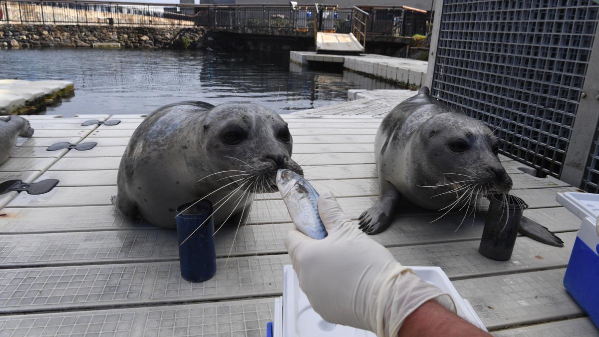 El hallazgo de gripe aviar en focas del Caspio eleva la preocupación entre  los científicos - Faro de Vigo