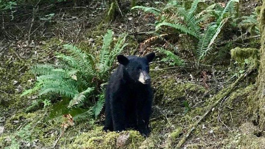 Un oso es sacrificado por exceso de cercanía a las personas que se hacían selfies y le tiraban comida