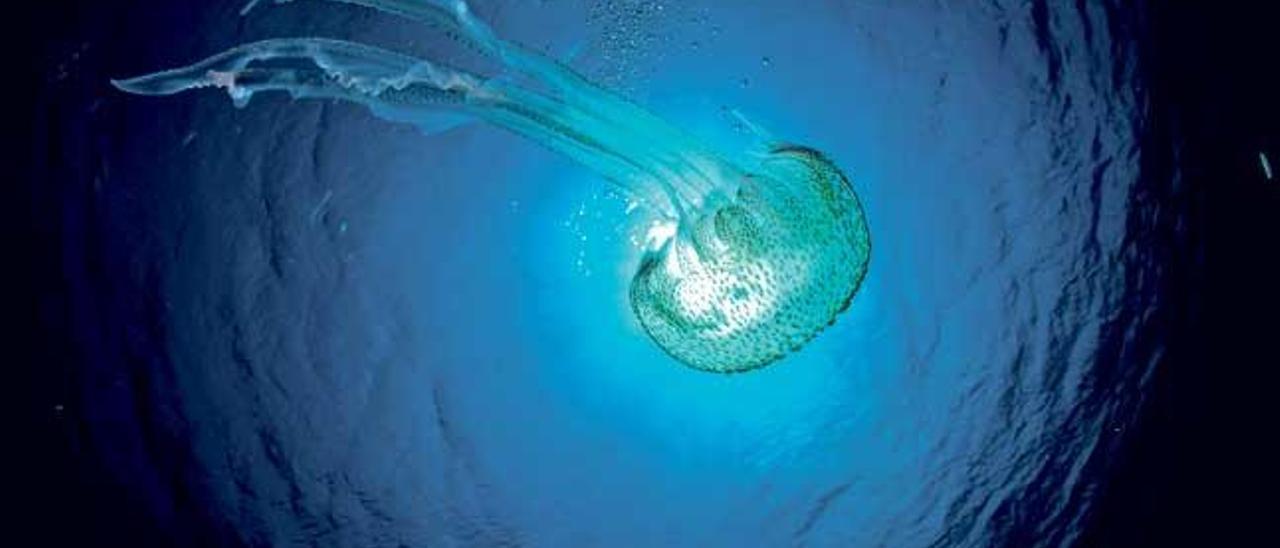 La especie ´Pelagia noctiluca´ es de alta peligrosidad.