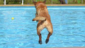 Un perro salta a una piscina