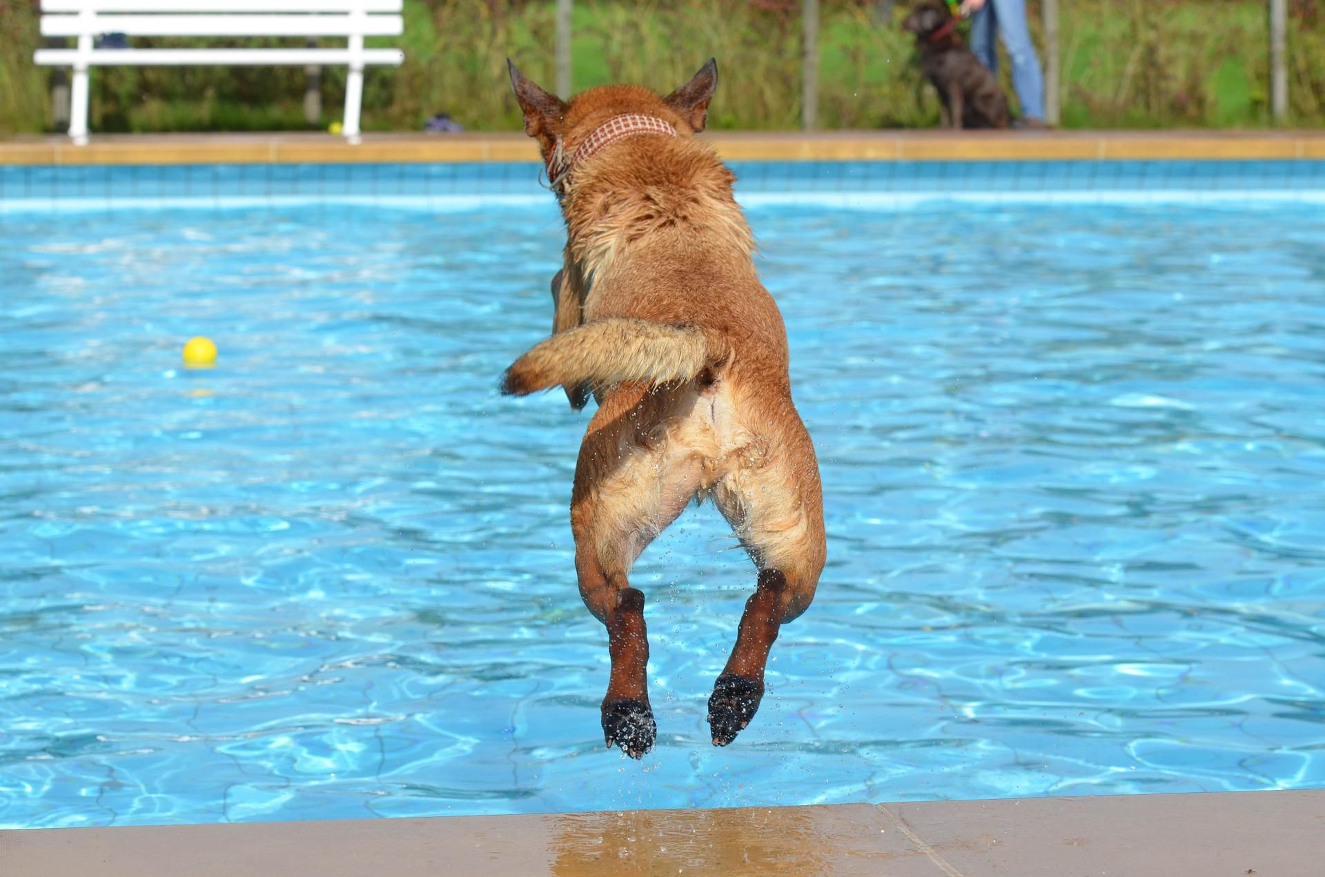 Perro piscina