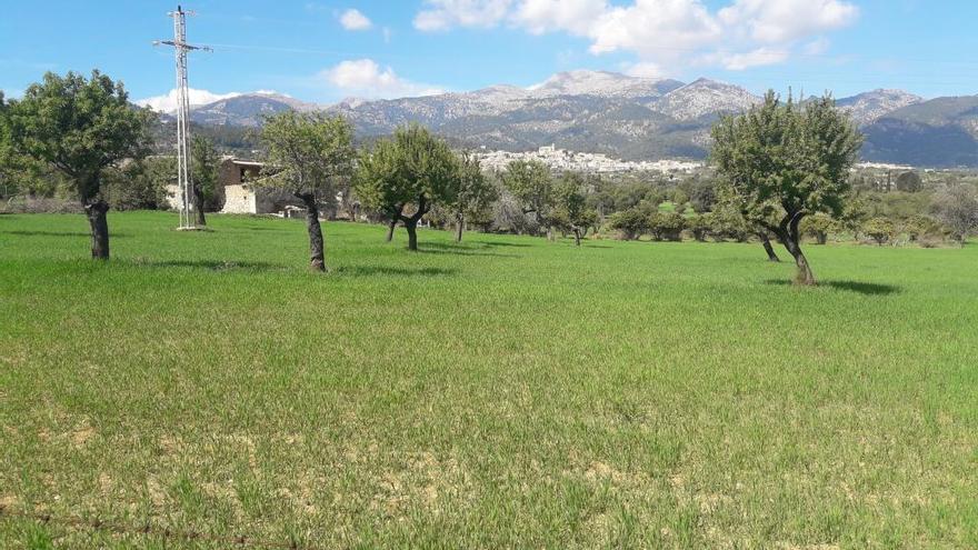 Imagen de la finca donde se proyecta el parque fotovoltaico de Selva.