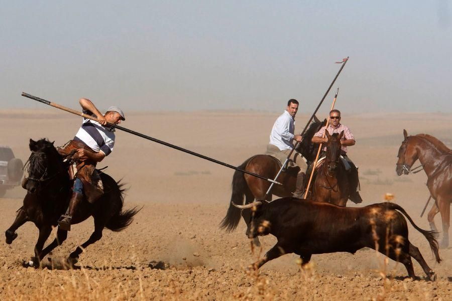 Encierro campero en Moraleja del Vino