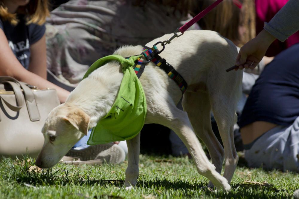 III Feria del Bienestar Animal en Valencia