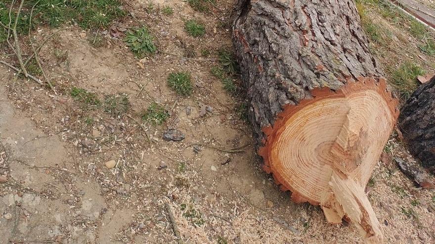 Indignación en este pueblo de Zamora: &quot;Han talado los dos pinos grandes del parque&quot;