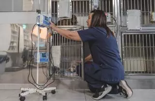 Raimundo, Quiño y Pera, las mascotas del siglo XXI con fisio, tac y hospital propios