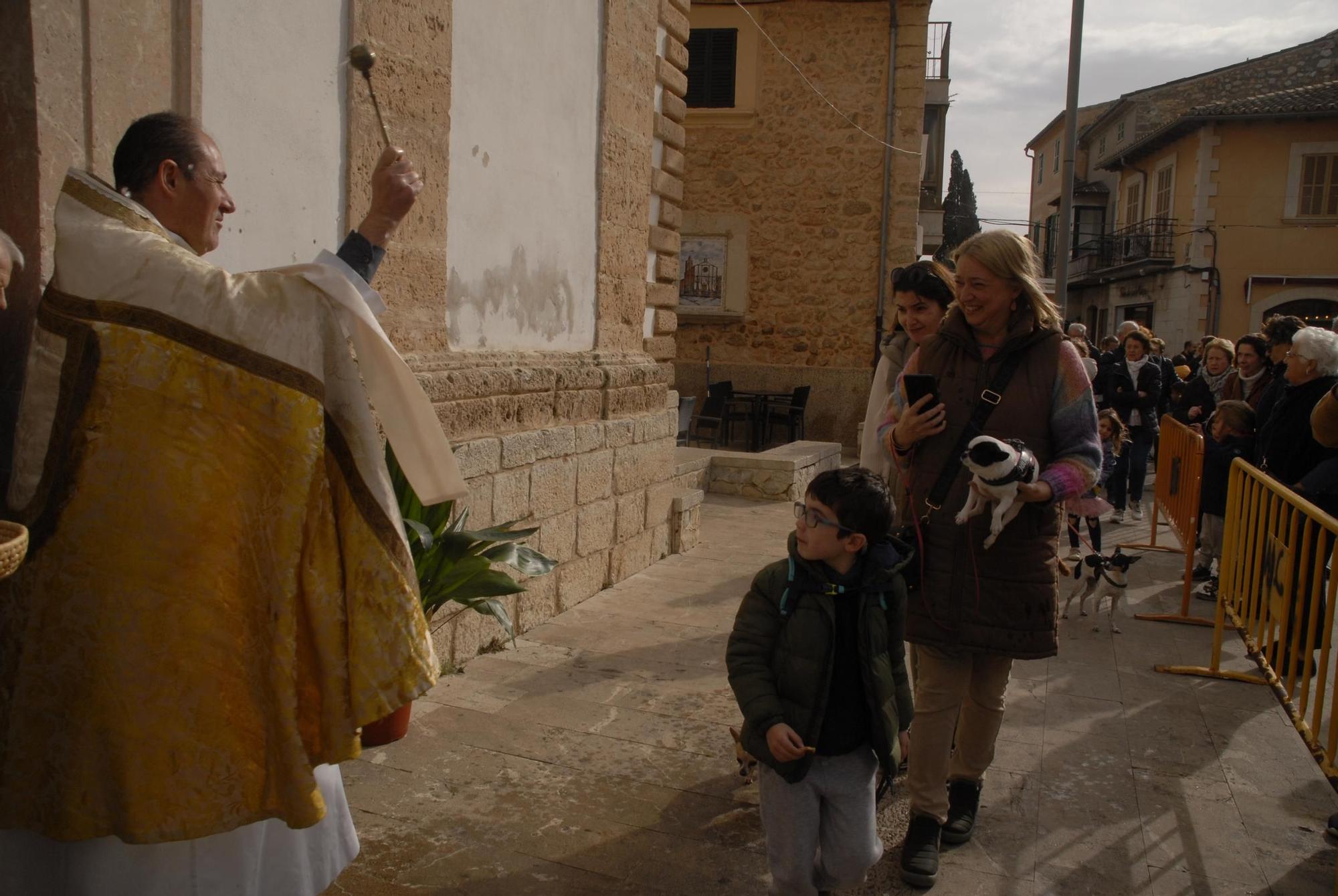 Sant Antoni | Las 'Beneïdes' de los pueblos de Mallorca, en imágenes