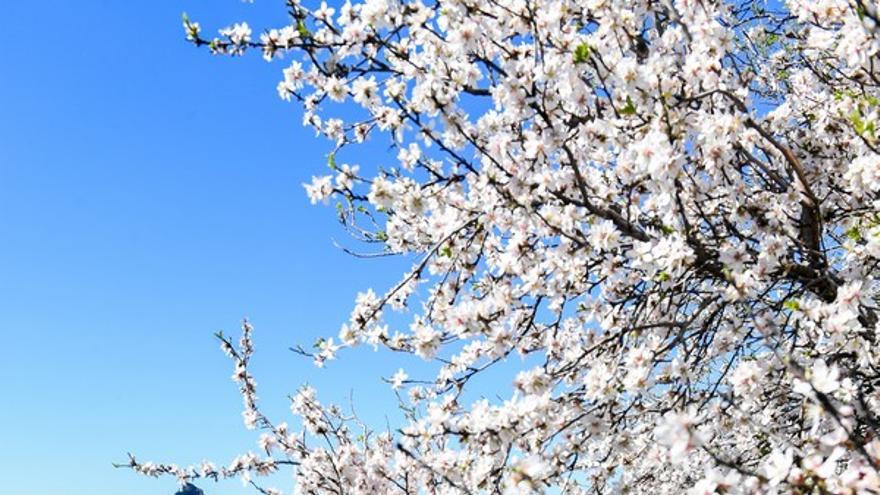 Almendros en flor en la Cumbre de Gran Canaria