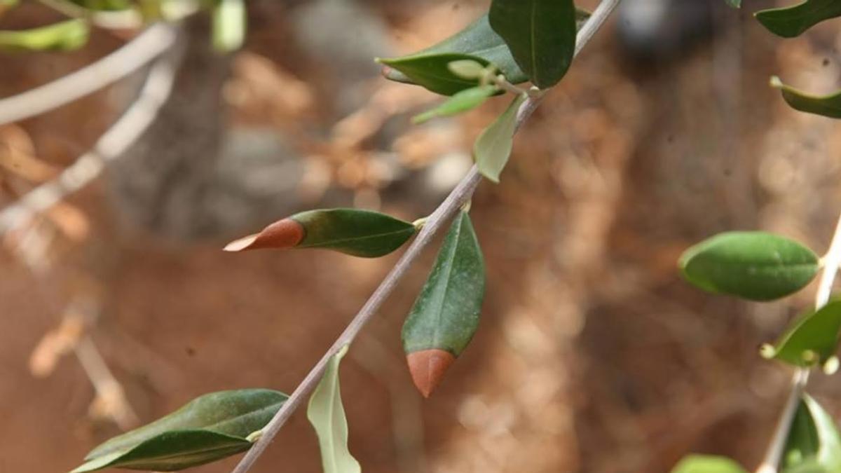 Árbol afectado por la Xylella.
