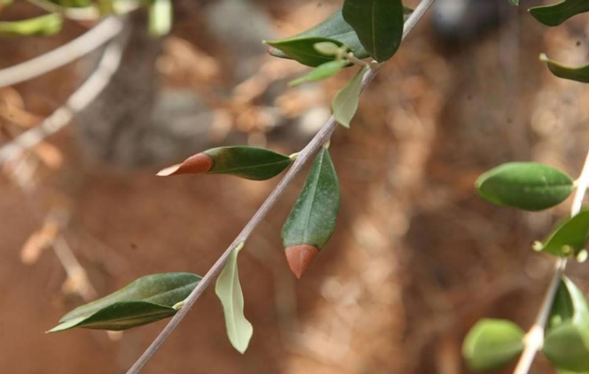 Árbol afectado por la Xylella.