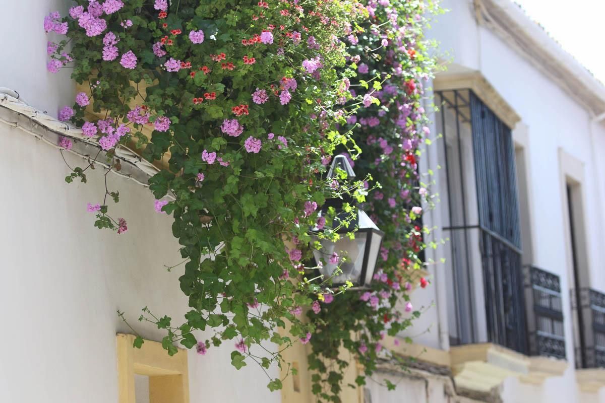 Fotogalería / Concurso municipal de Rejas y Balcones