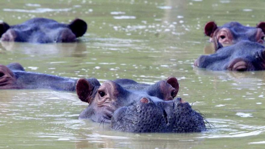 Los hipopótamos de Hacienda Nápoles.