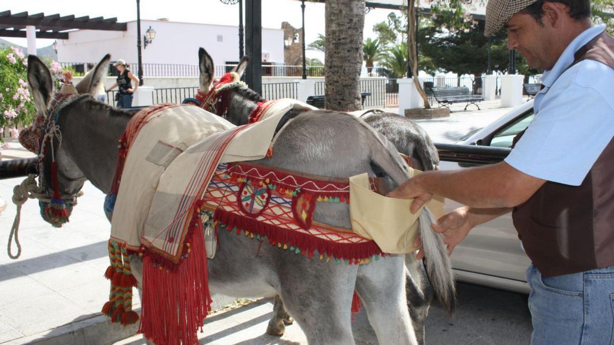 El Ayuntamiento quiere incrementar el bienestar de los animales.