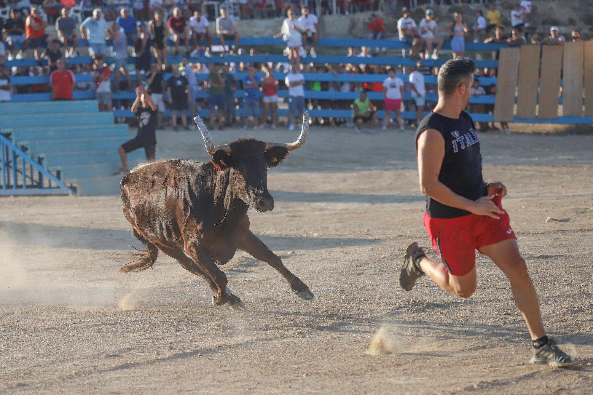 Suelta de Vaquillas en Pinoso 2023