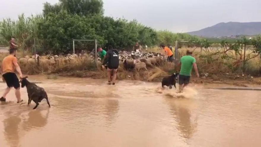 La tormenta mata a una decena de ovejas en Pinoso