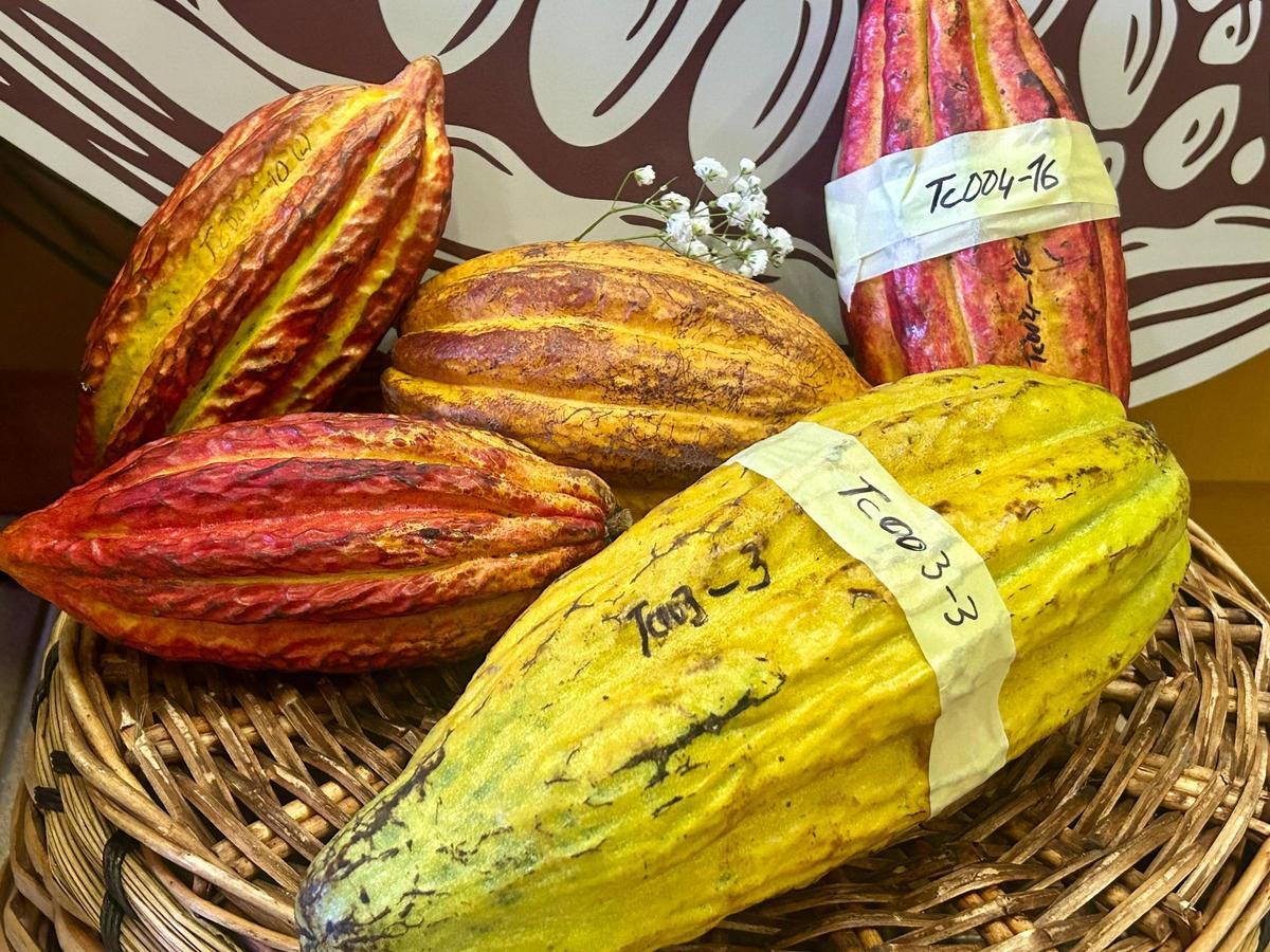Cacao canario