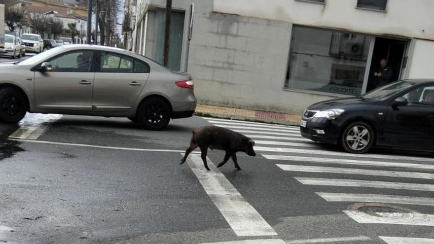 Un cerdito sorprende a vecinos y conductores en el barrio de La Piedad de Trujillo