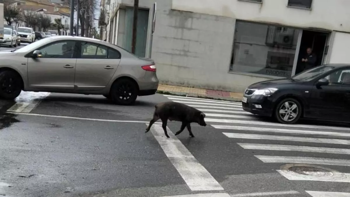 Un cerdito sorprende a vecinos y conductores en el barrio de La Piedad de Trujillo