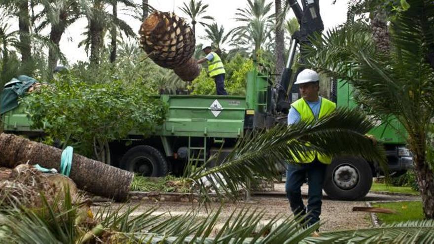 Reclaman contención en el precio de los tratamientos contra el picudo