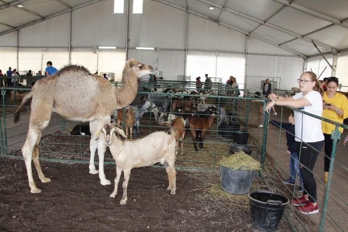 Muestra de Ganado y Mercado del Queso en Uga