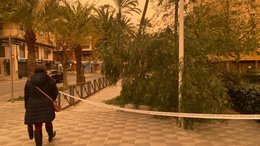 Las fuertes rachas de viento han tirado un árbol en Elche