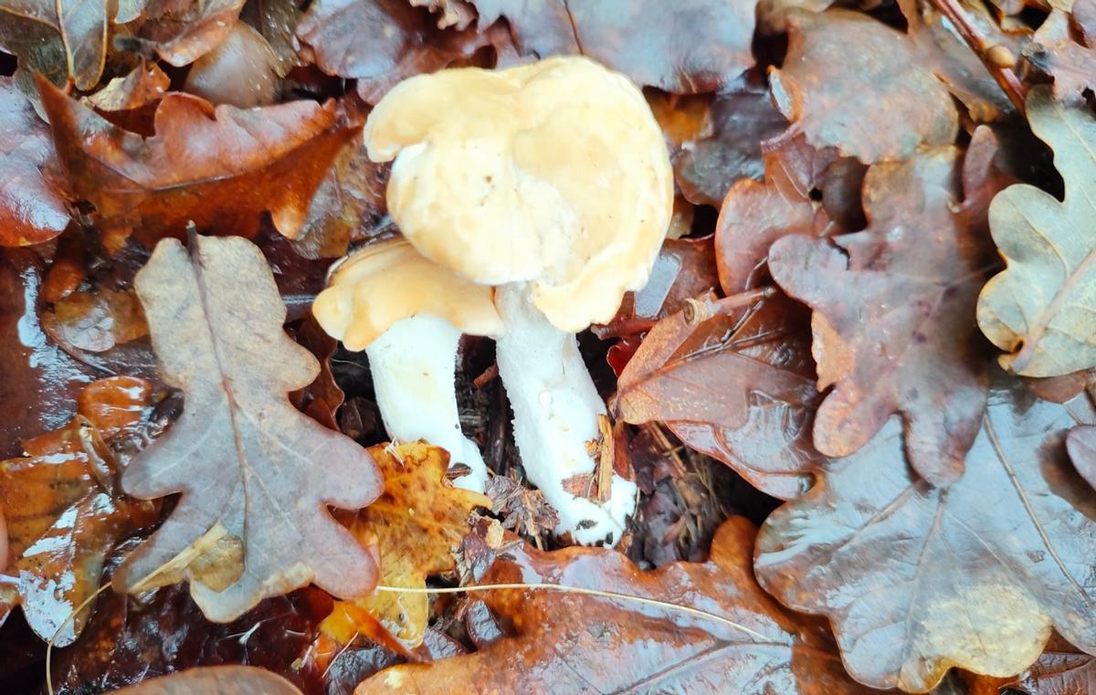 Lengua de vaca, entre las hojas.