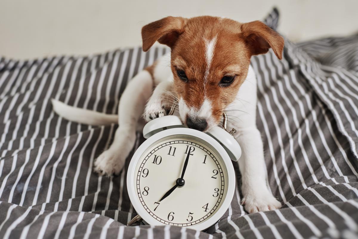 El secreto de los perros para predecir el tiempo: ¡nunca más subestimes a tu mascota!