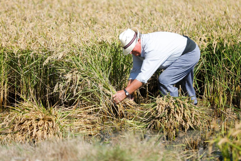 Siega y 'perxa' en l´Albufera