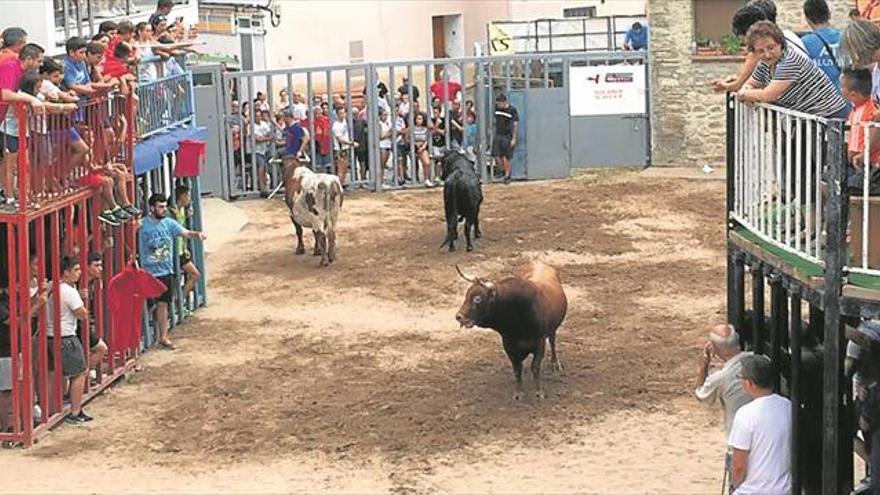 Un joven herido al ser corneado por un toro en Alfondeguilla