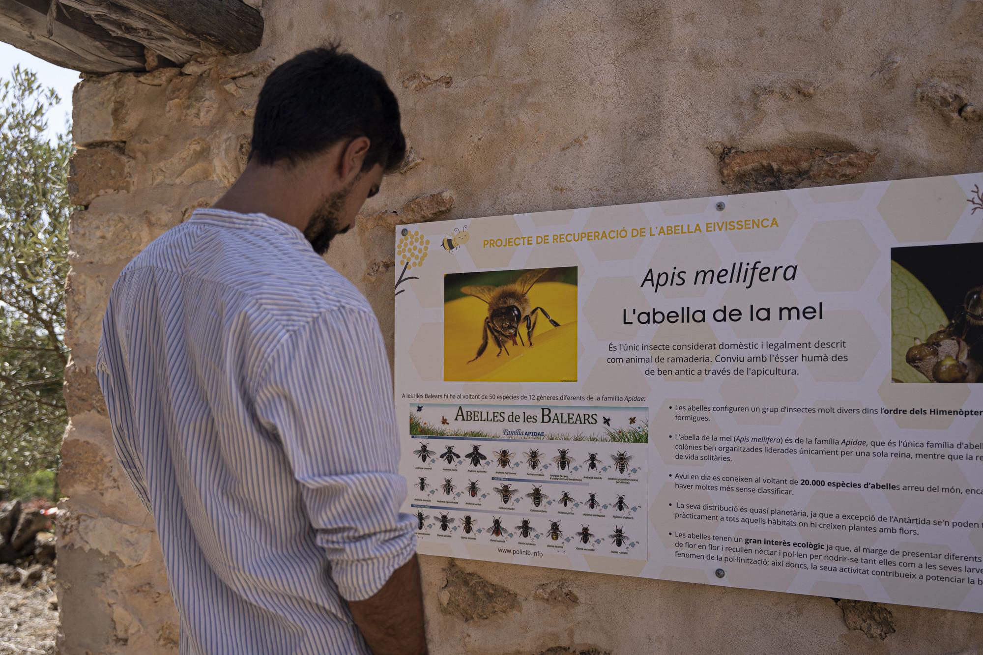 Un centro de divulgación de la abeja ibicenca en Sant Jordi