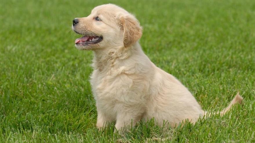 Coneix els &quot;problemes&quot; dels Golden Retriever