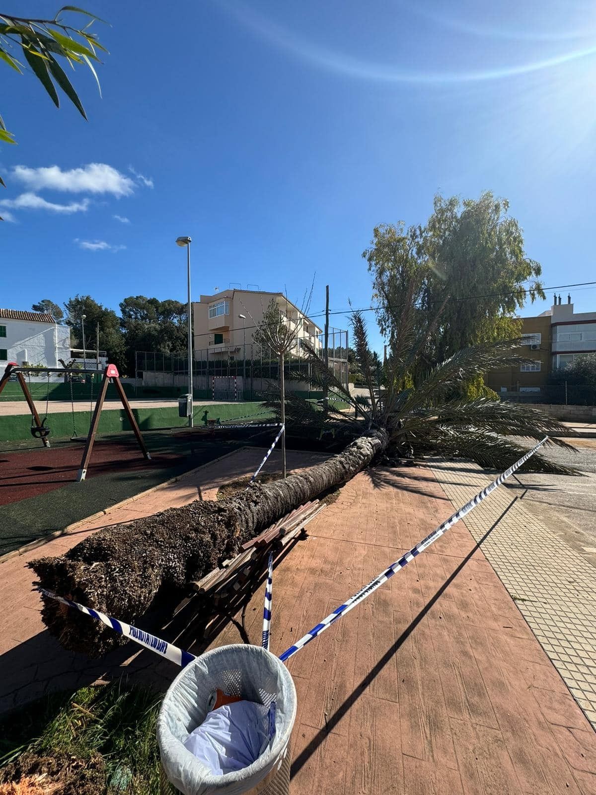 Una palmera se desploma en un parque infantil de Alcúdia sin causar víctimas