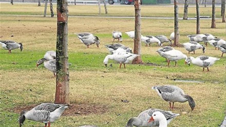 Adana ofrece enviar los gansos de Badajoz a un santuario de animales en Alicante