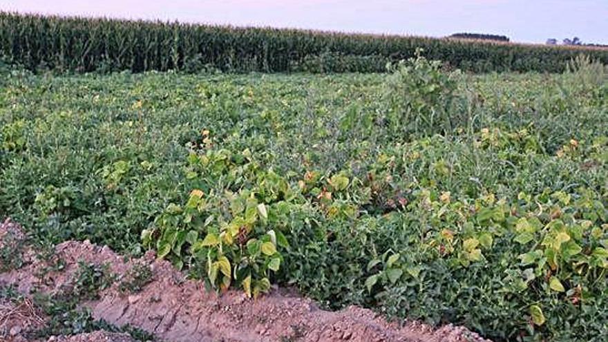 Cultivo de alubias en la comarca de Benavente y Los Valles.