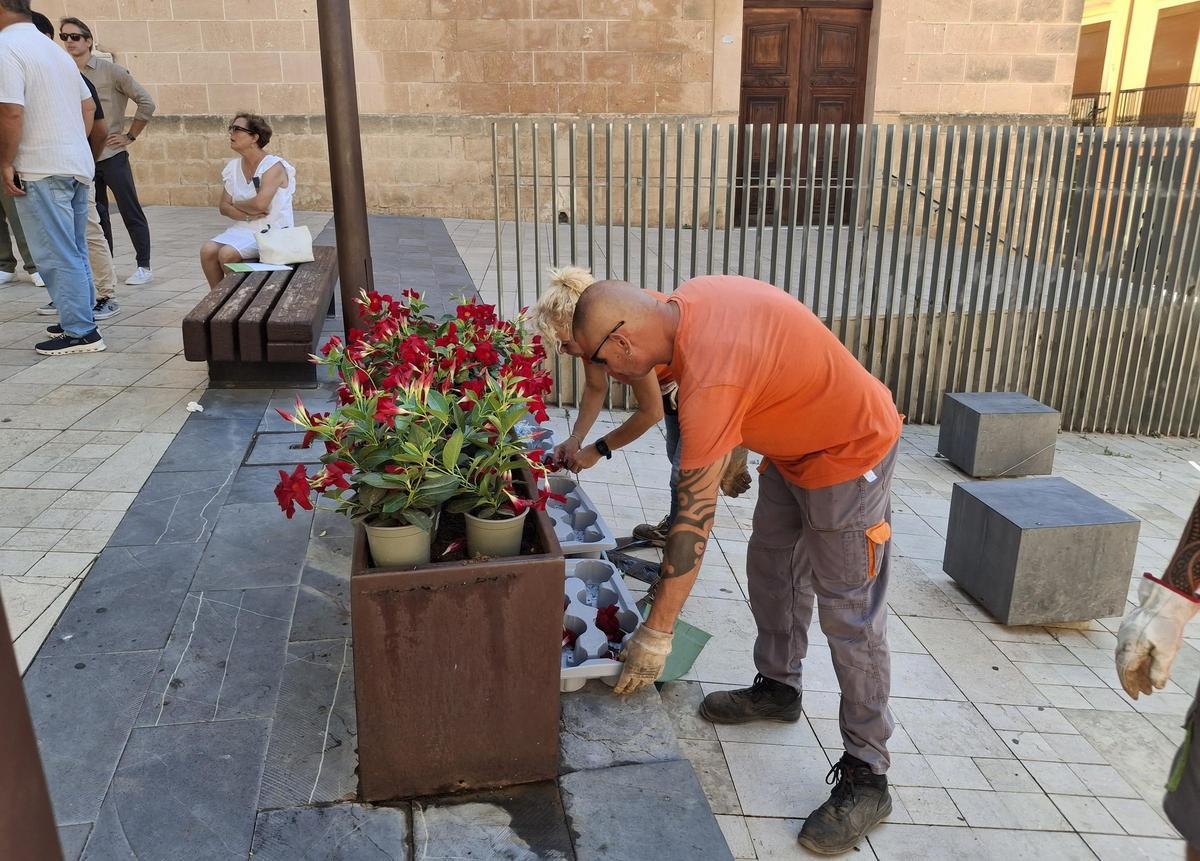 Los trabajadores municipales preparan las dipladenias