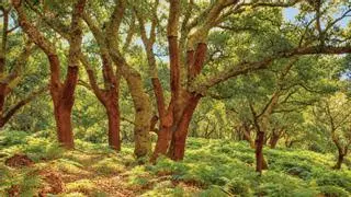 Parque Natural de Los Alcornocales: otoño en la última selva virgen de España