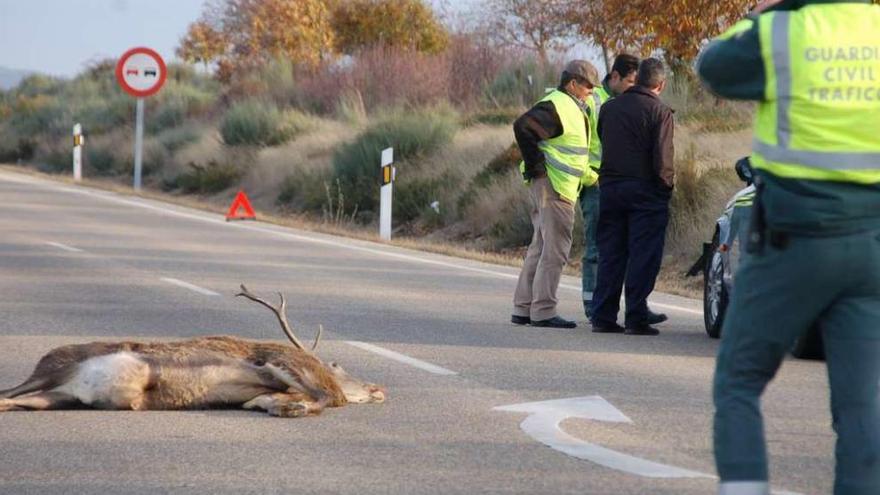 Accidente de tráfico provocado por un ciervo en Otero de Bodas.