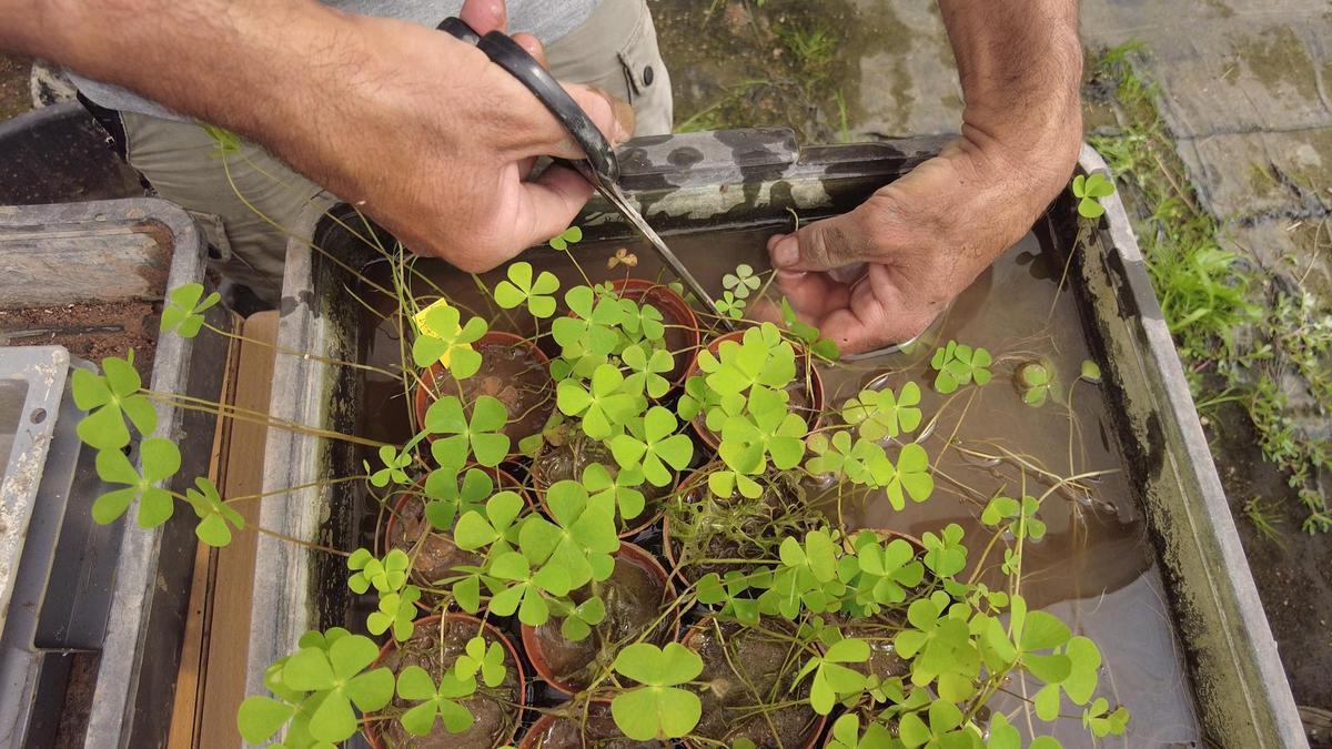 La planta que es vol reintroduir.