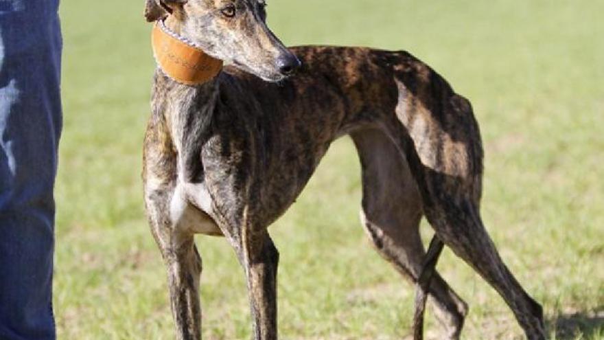 Deseada, campeona de España de 2011