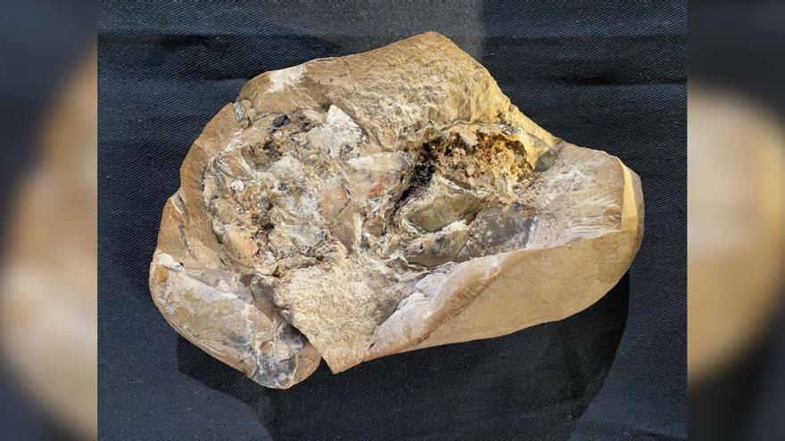 El corazón de piedra más antiguo del mundo tiene 380 millones de años