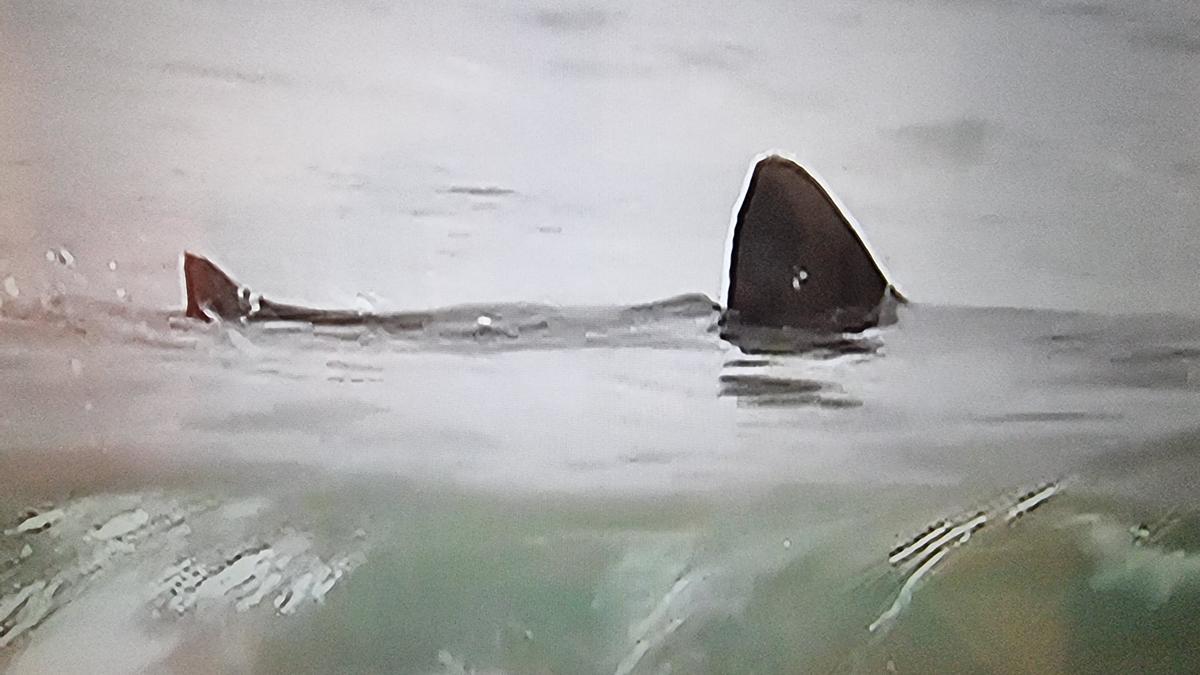 Aletas primera y segunda dorsal de una tintorera